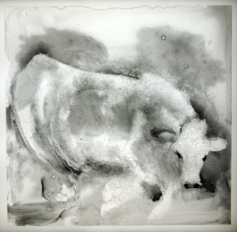 image of stained glass panel: Charolais cow